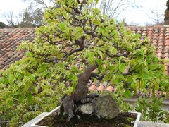 Pseudocydonia sinensis