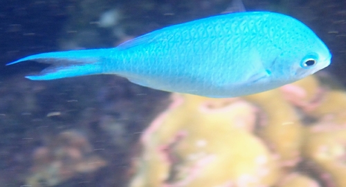 Chromis viridis