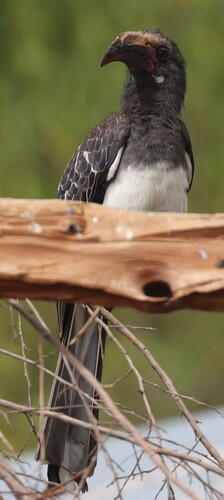 Hemprich's Hornbill