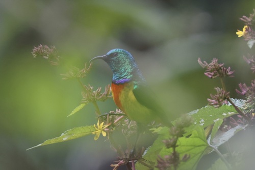 Regal Sunbird (Cinnyris regius), photo 10