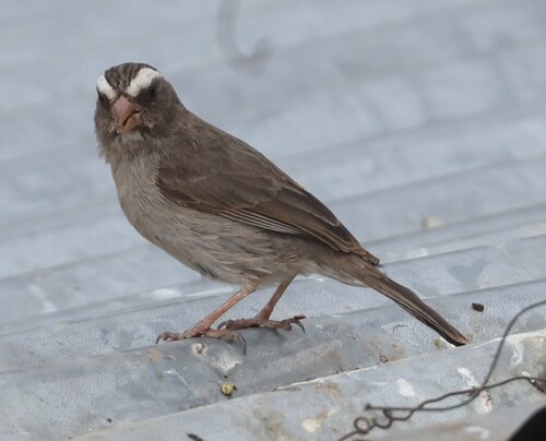 Brown-rumped Seedeater