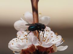 Protocalliphora azurea