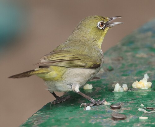 Abyssinian White-eye
