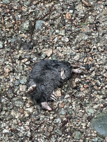 Coast Mole observed by matthewes