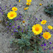 Desert Sunflower - Photo (c) Dawn Endico, some rights reserved (CC BY-SA)