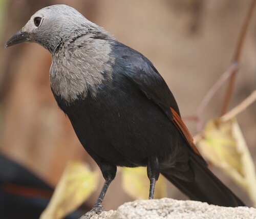 Somali Starling