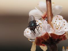 Protocalliphora azurea