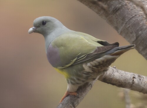 Bruce's Green-Pigeon
