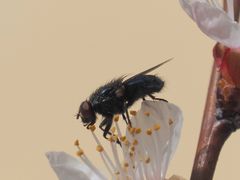 Protocalliphora azurea