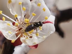 Melangyna lasiophthalma