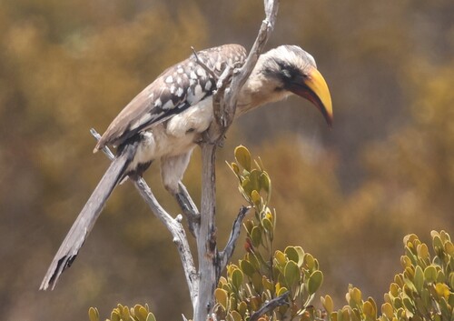 Eastern Yellow-billed Hornbill