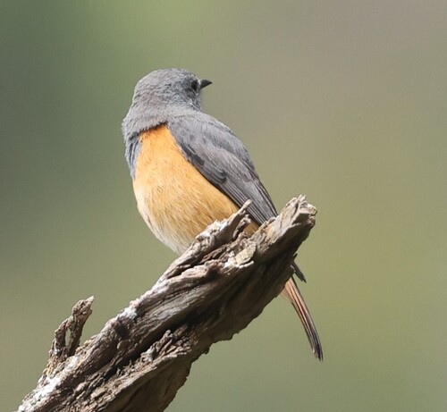 Little Rock-Thrush