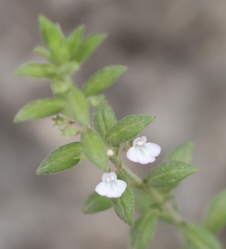 African Whitweed