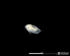 Daphnia magna