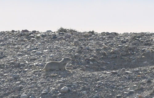 Wyoming Ground Squirrel observed by avianbetterthanever