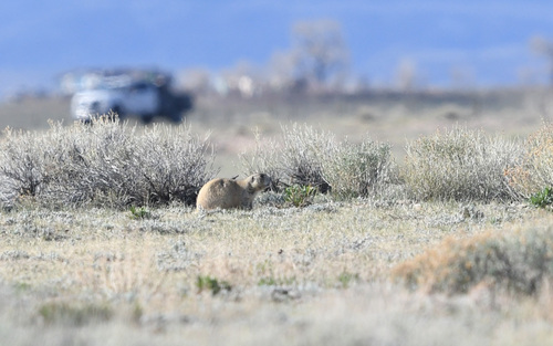 White-tailed Prairie Dog observed by avianbetterthanever