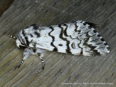 Panthea acronyctoides