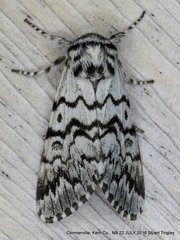 Panthea acronyctoides