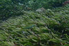 Leptoscarus vaigiensis