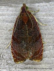 Olethreutes submissanum