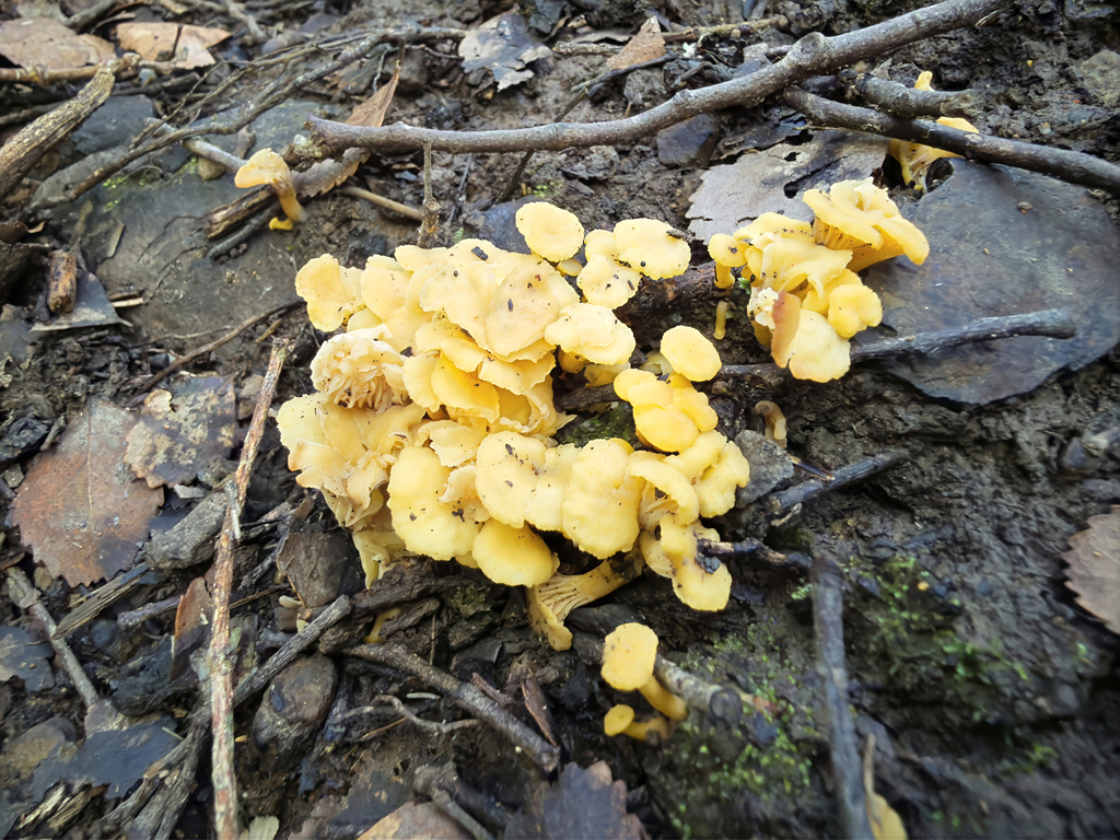 Cantharellus wellingtonensis · April 2026 · photo: © jeremy_rolfe (iNaturalist, cc-by)