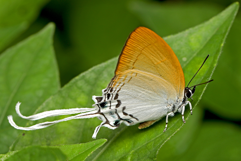 Common Imperial (Cheritra freja)