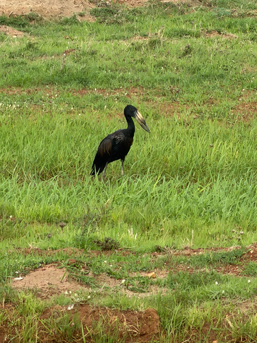 African Openbill