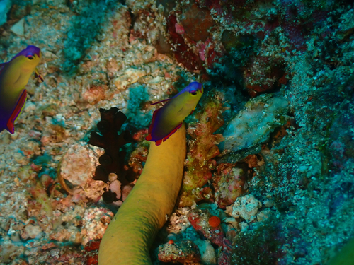 Nemateleotris decora