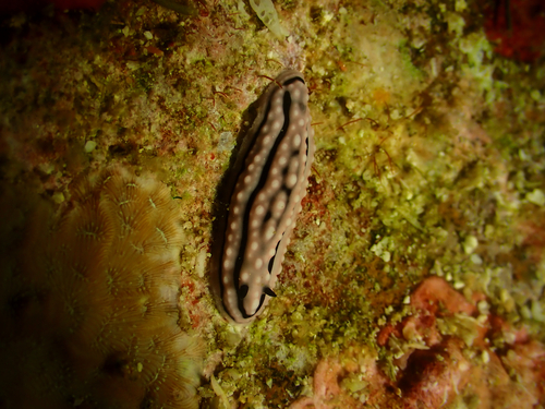 Phyllidiella zeylanica
