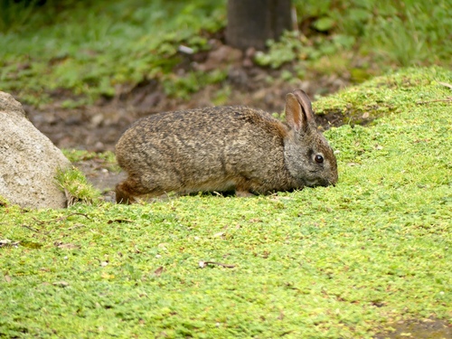 Andean Cottontail