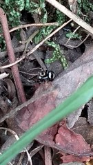 Corythalia argentinensis