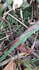 Corythalia argentinensis