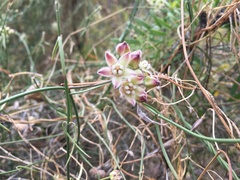 Funastrum cynanchoides