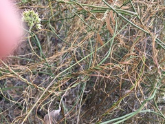 Funastrum cynanchoides
