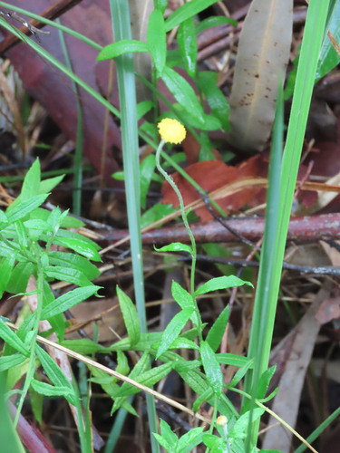 Coronidium rutidolepis, photograph 4