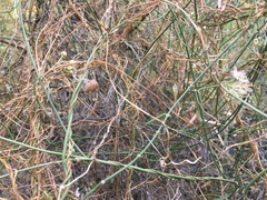 Funastrum cynanchoides