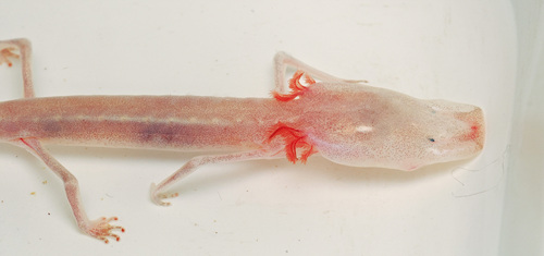 Eurycea rathbuni