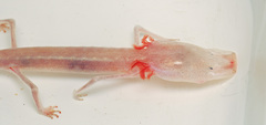 Texas Blind Salamander photo 1