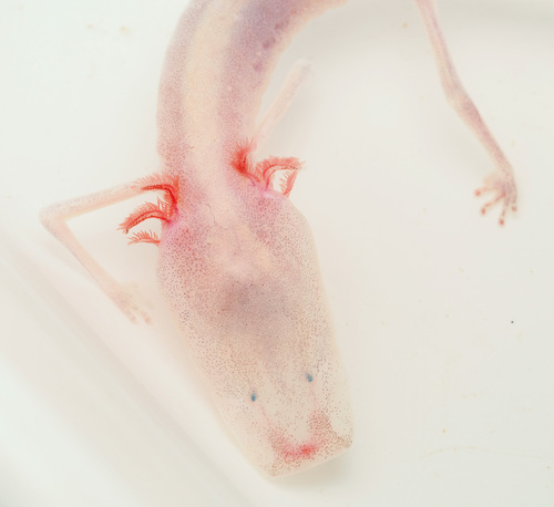Texas Blind Salamander, Eurycea rathbuni