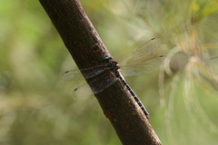 Austroaeschna pinheyi