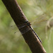 Inland Darner - Photo (c) Erland Refling Nielsen, some rights reserved (CC BY-NC)
