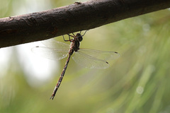 Austroaeschna pinheyi