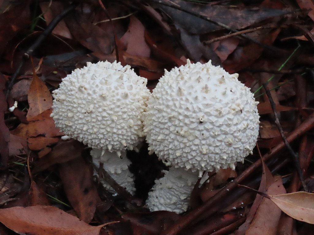 Amanita pyramidifera · March 2026 · photo: © ian_mcallan (iNaturalist, cc-by-nc)