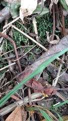 Corythalia argentinensis