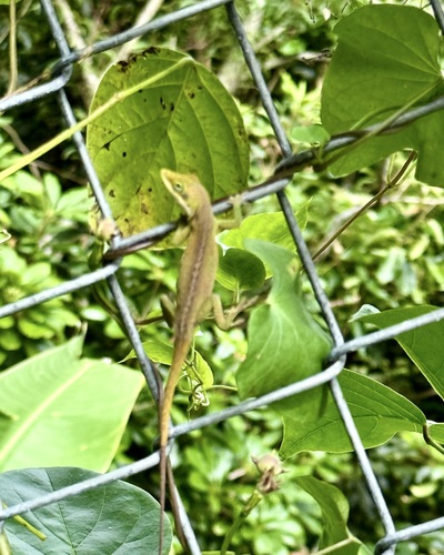 Anolis carolinensis observed 2026-04-14