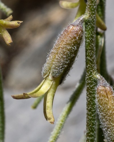 Boechera yorkii