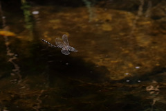 Austroaeschna pinheyi