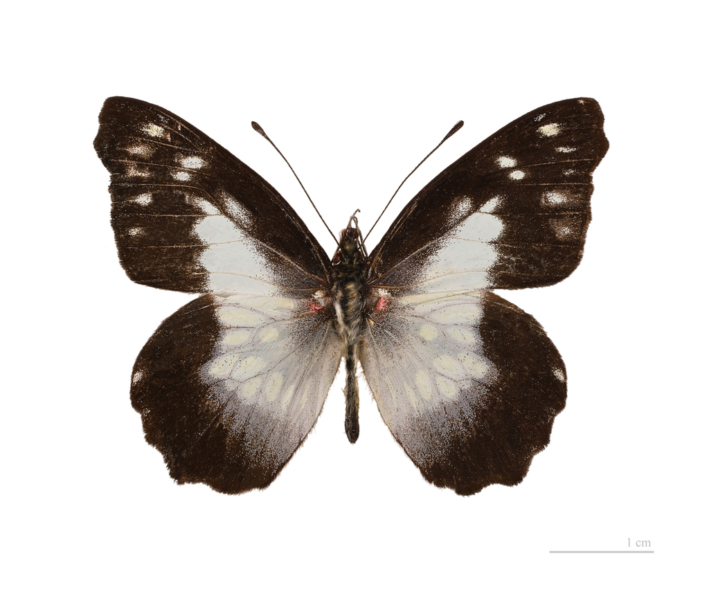Leodonta tellane
