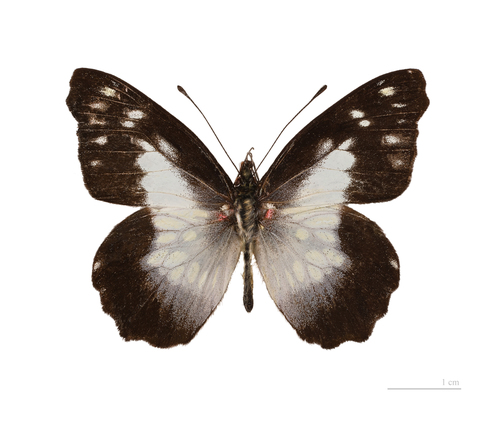 Leodonta tellane