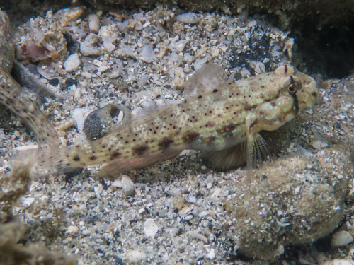 Gnatholepis ophthalmotaenia